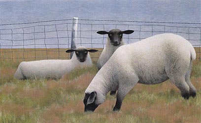 Three Sheep, 1954