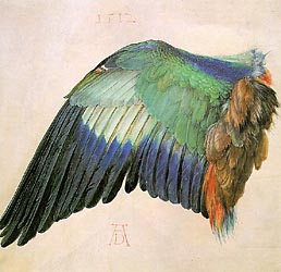 Wing of a Roller, 1512
