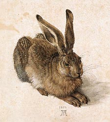 Young Hare, 1502